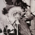 Mary Whalen, Summer 2025, 2025, photogravure. Courtesy of the artist. Mary Whalen, Summer 2025, 2025, photogravure. Courtesy of the artist.