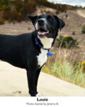 Louie, a borador mix, looks to his right as he stands on a sand dune. An ear flaps in the wind.